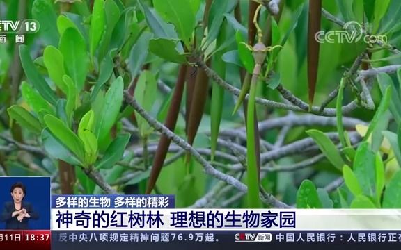 红树林蜂蜜的功效(红树林蜂蜜：美容养颜，提高免疫力)