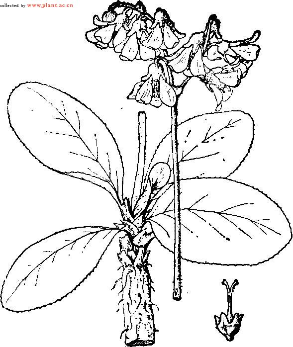 绵阳岩白菜