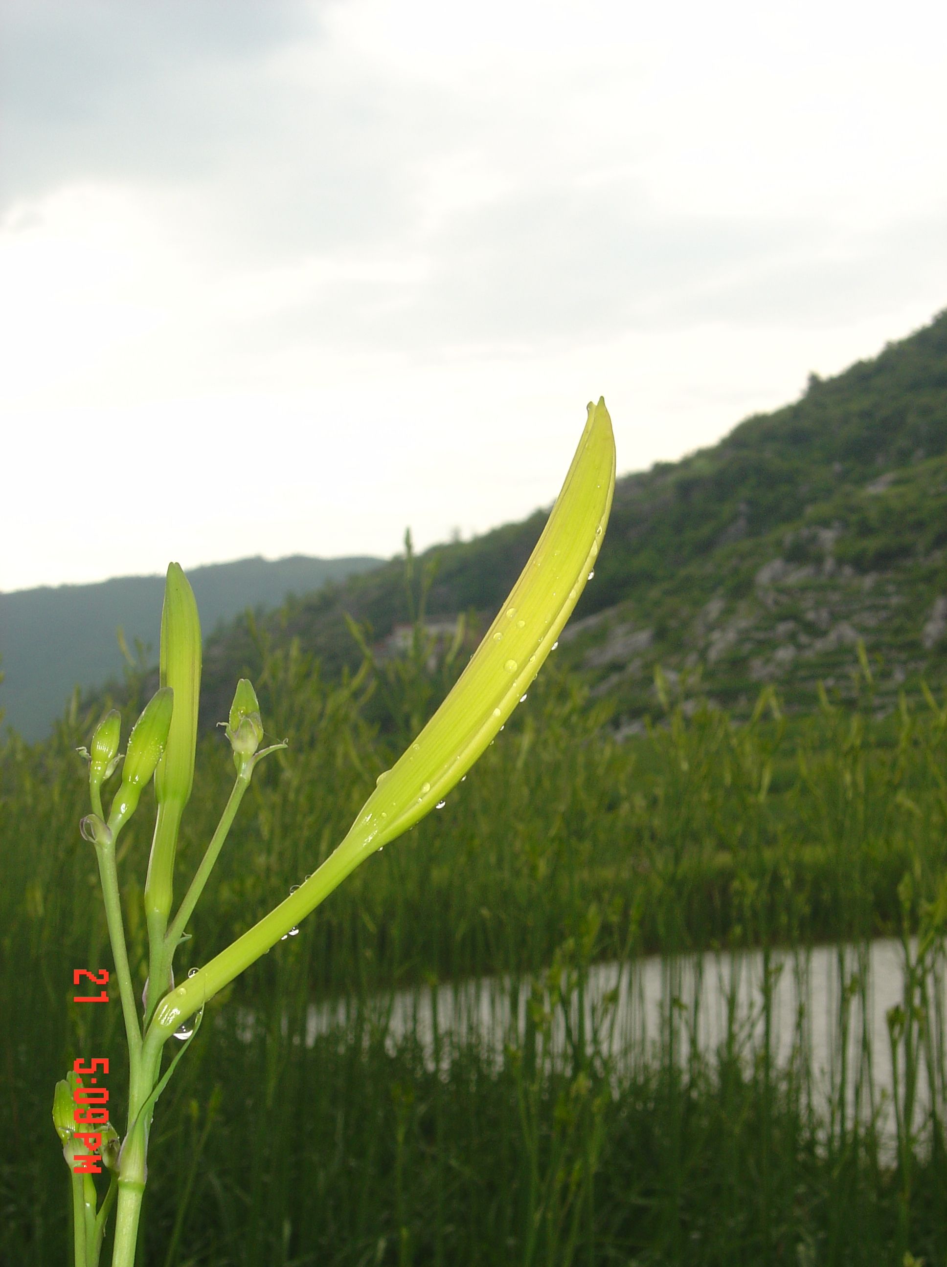 黄花菜