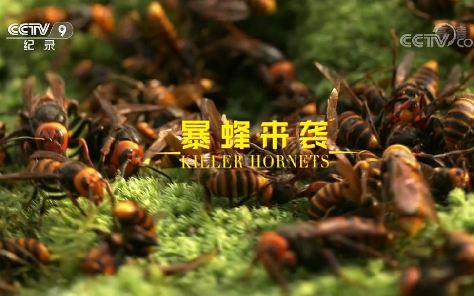 生蜂片的功效(生蜂片：强健免疫，缓解疲劳)