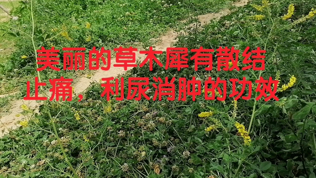 木犀草素的功效(木犀草素：天然美白神器，让你拥有水嫩透亮肌肤) ...