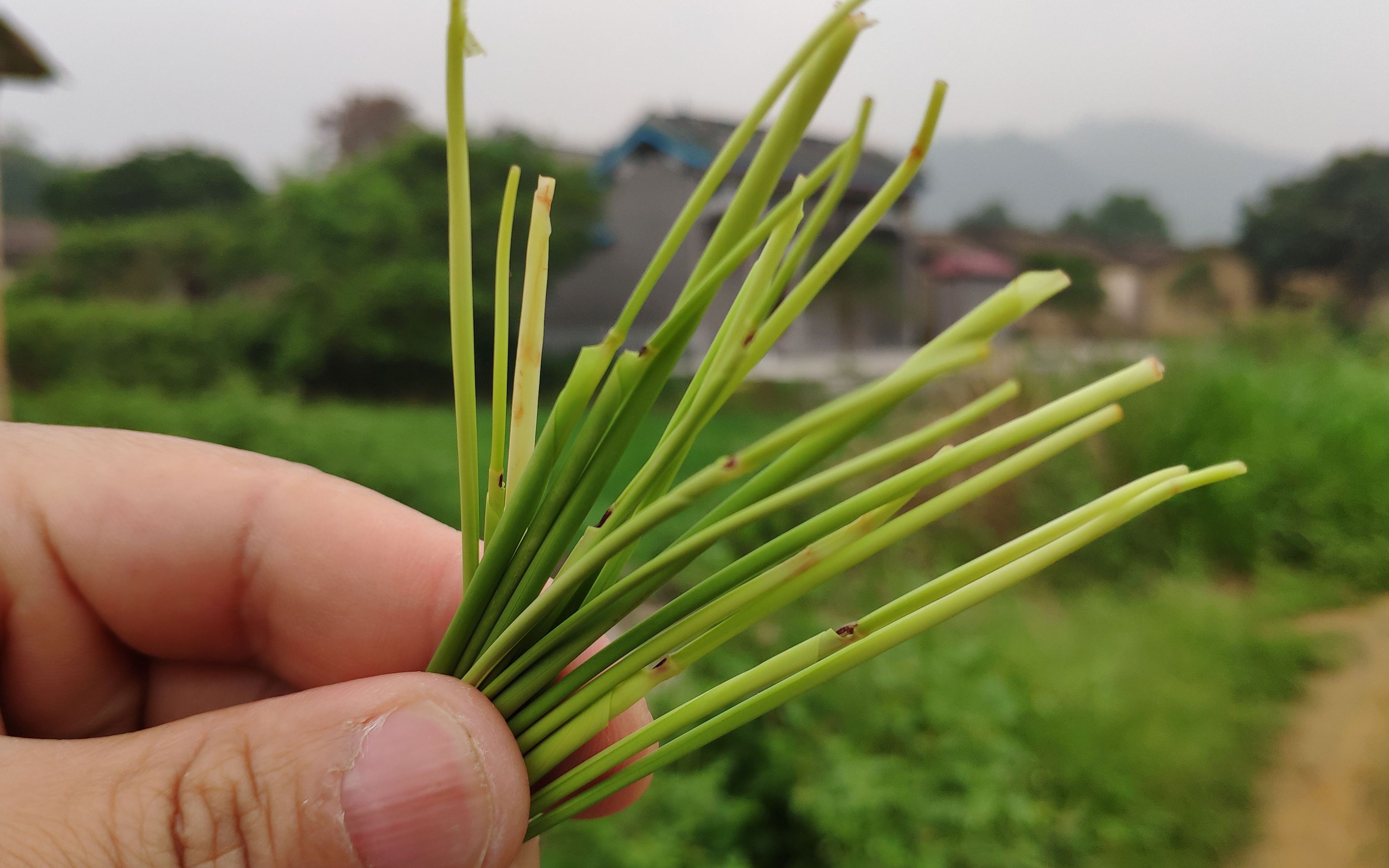 竹片菜有什么功效(竹片菜功效大揭秘，预防糖尿病神器)