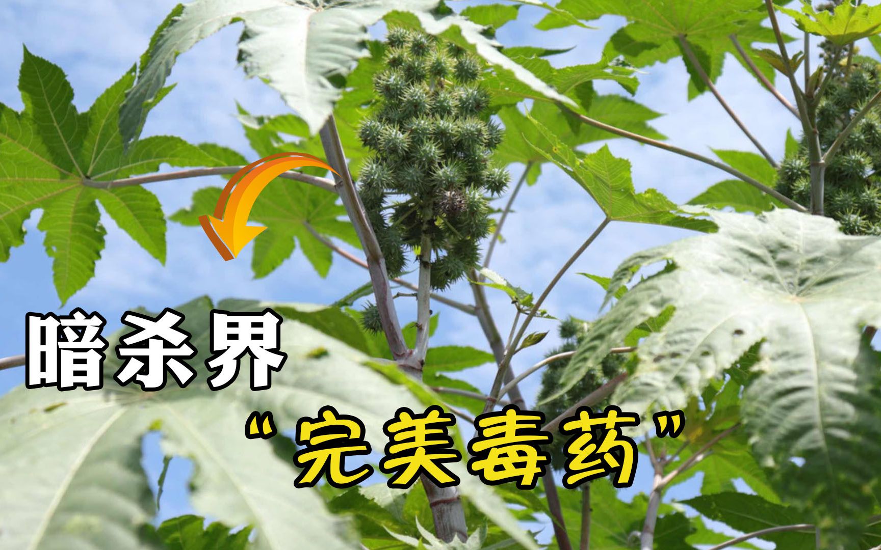 臭蓖麻花的功效(臭蓖麻花的功效：祛痰止咳、润肠通便、抗菌消炎) ...