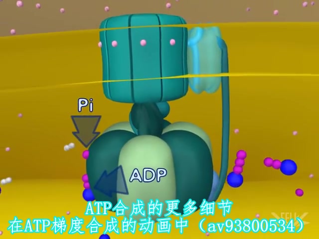 atp的作用与功效(ATP的功效与作用，全面解读)