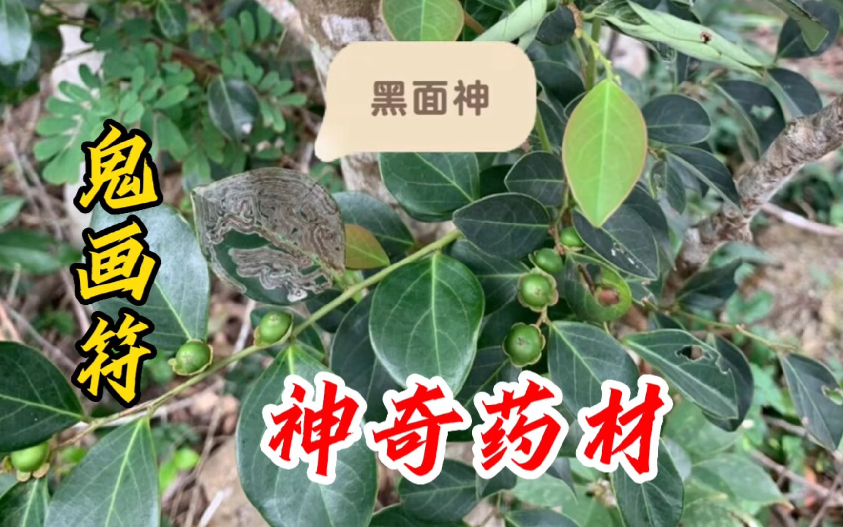 鬼画符有什么功效(鬼画符功效大揭秘神奇的符咒能帮你解决这些问题) ...