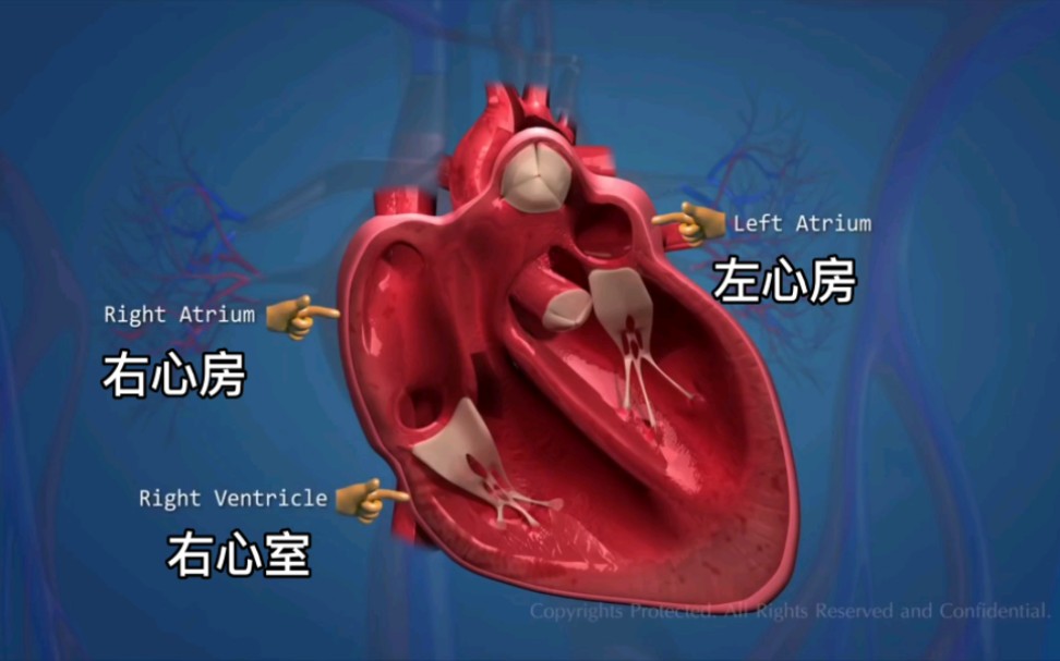 血塞通的作用和功效(血塞通：疏通血管，促进血液循环)