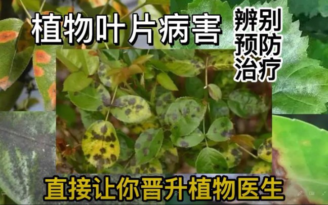 锒杏叶片的功效(锒杏叶片：缓解痛经、调节月经、提高免疫力) ...