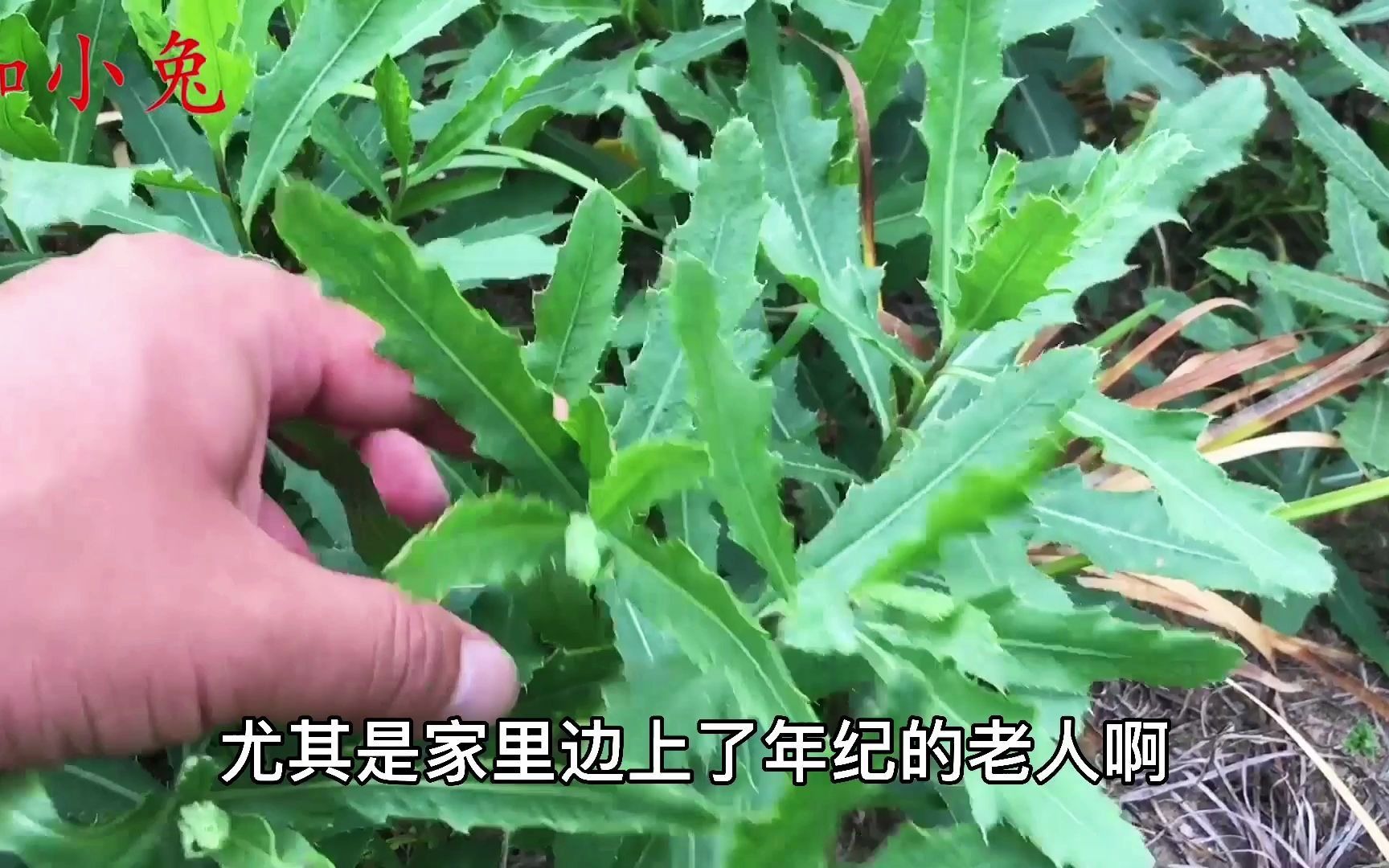 刺儿花功效与作用(刺儿花的功效与作用：缓解疼痛、消炎杀菌、美容养颜) ...