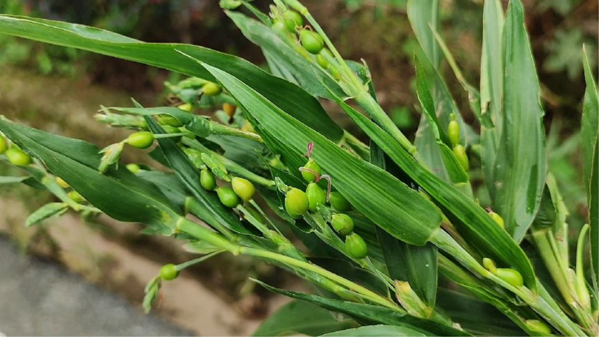 尿珠子草的功效(尿珠子草：排毒养颜，润肺止咳)