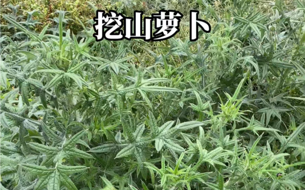 野生山萝卜的功效(野生山萝卜：提高免疫力，抗氧化，延缓衰老) ...