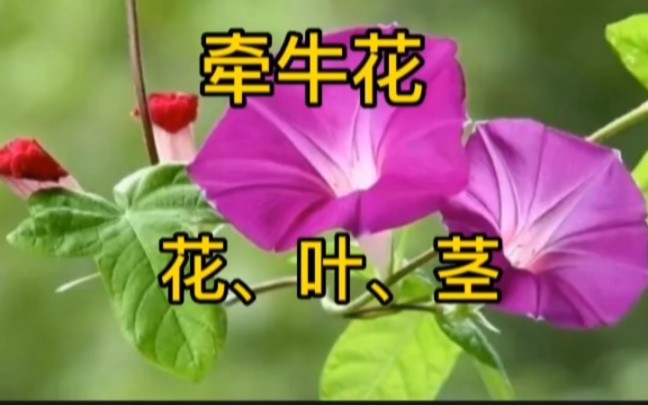 牵牛花子的功效(牵牛花子的功效大揭秘，祛湿润肺、降血压、美容养颜) ...