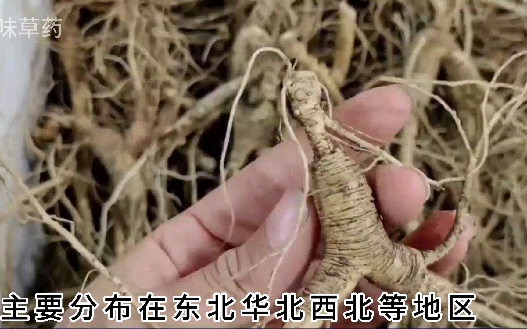 丝线吊金钟草药功效(丝线吊金钟草：祛湿、止痛、消肿的有效草药) ...