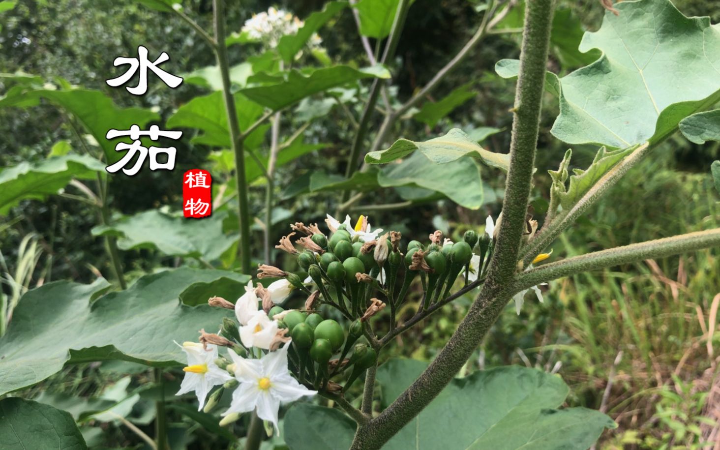 茄把子煮水的功效(茄子水的功效及食用方法)