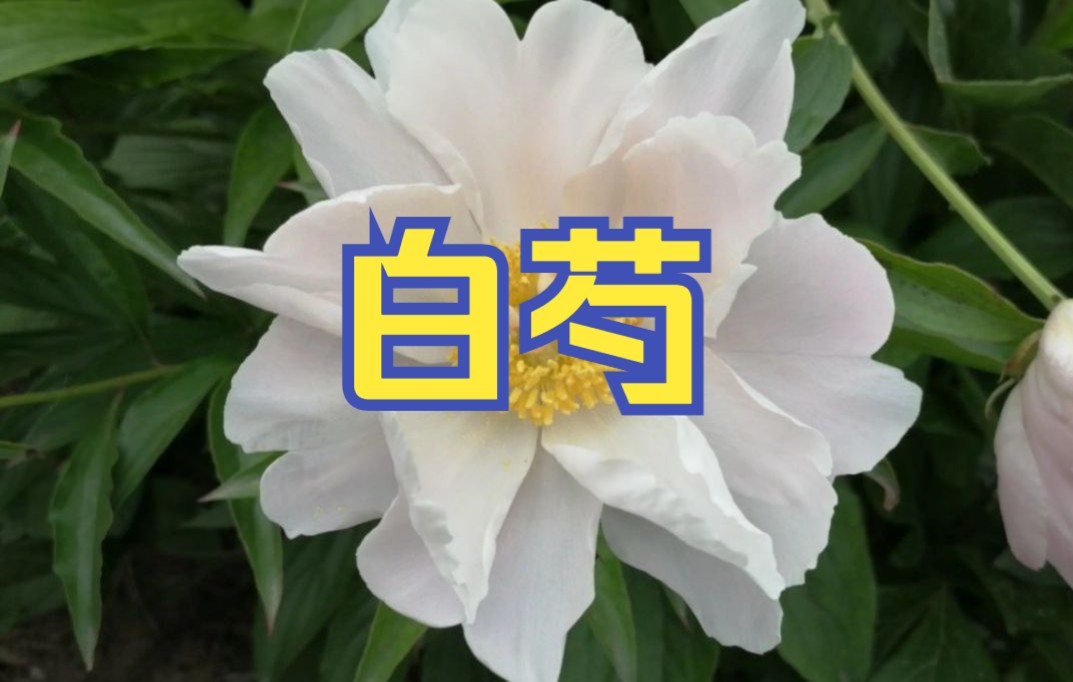 白芍木瓜汤功效(白芍木瓜汤：祛湿化痰，缓解咳嗽)