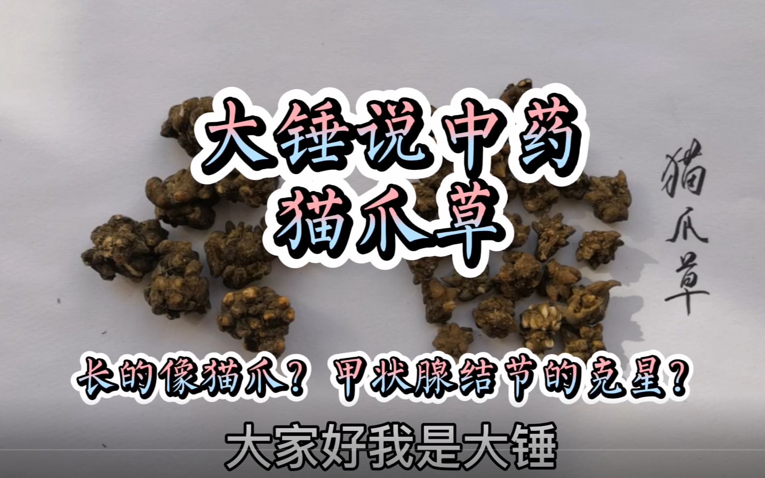 猫爪菇的功效(猫爪菇：增强免疫力、抗肿瘤的中草药)