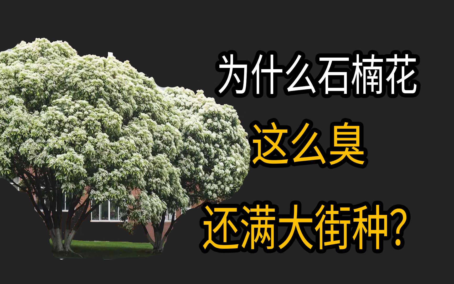 石楠花蜜的功效(石楠花蜜：美容养颜，抗氧化，提高免疫力)