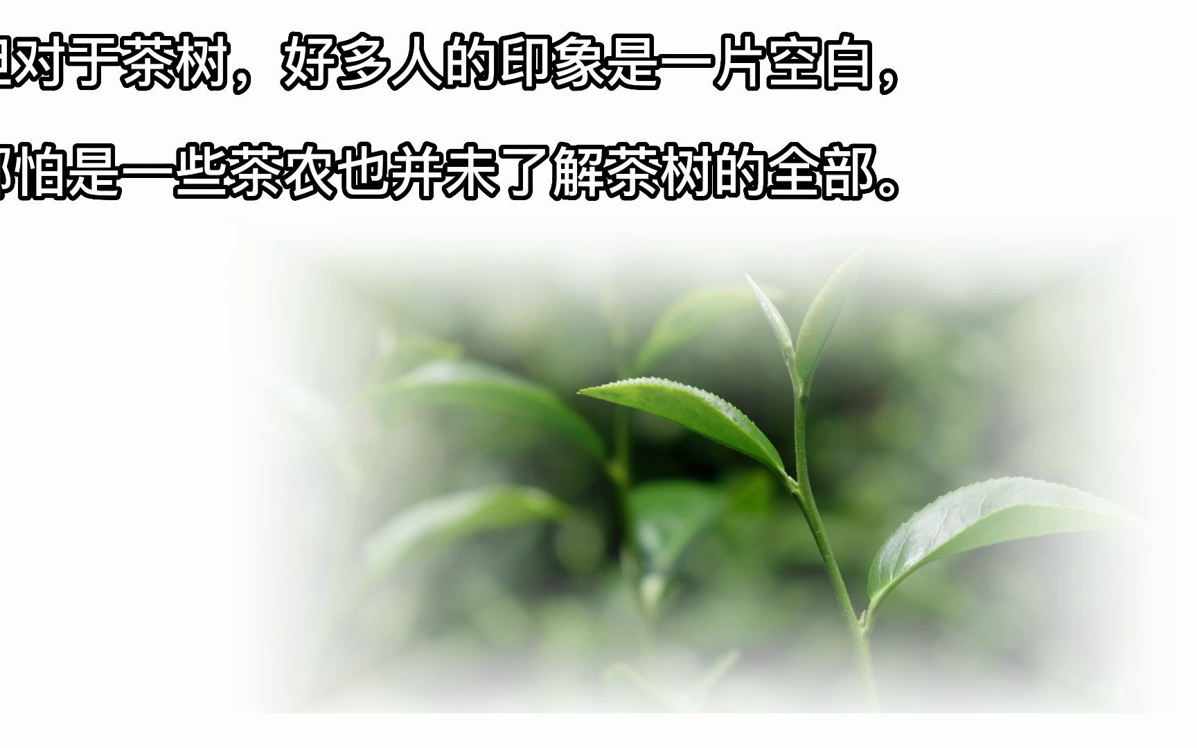 矮茶树的功效(矮茶树的功效大揭秘，让你健康又美丽)