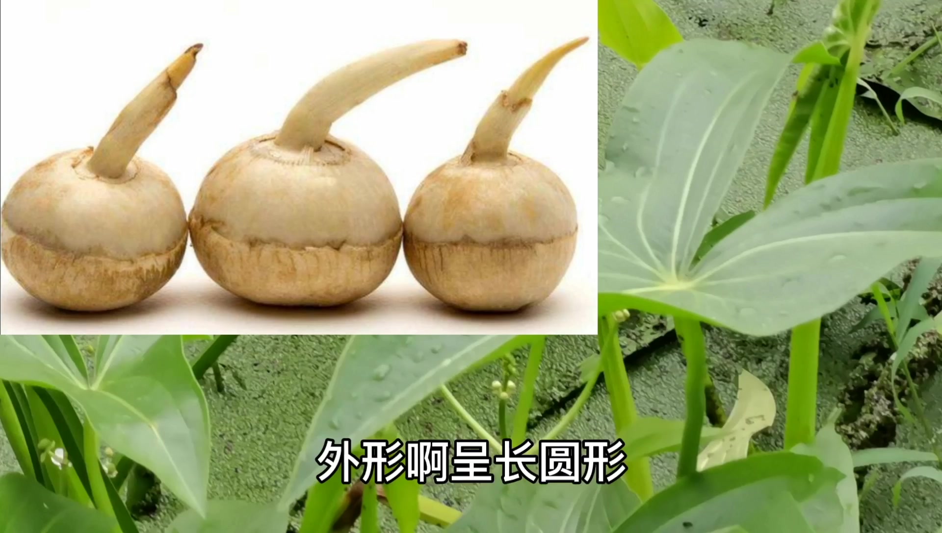 慈菇的功效与作用及食用方法(慈菇的功效与作用，食用方法大揭秘) ...