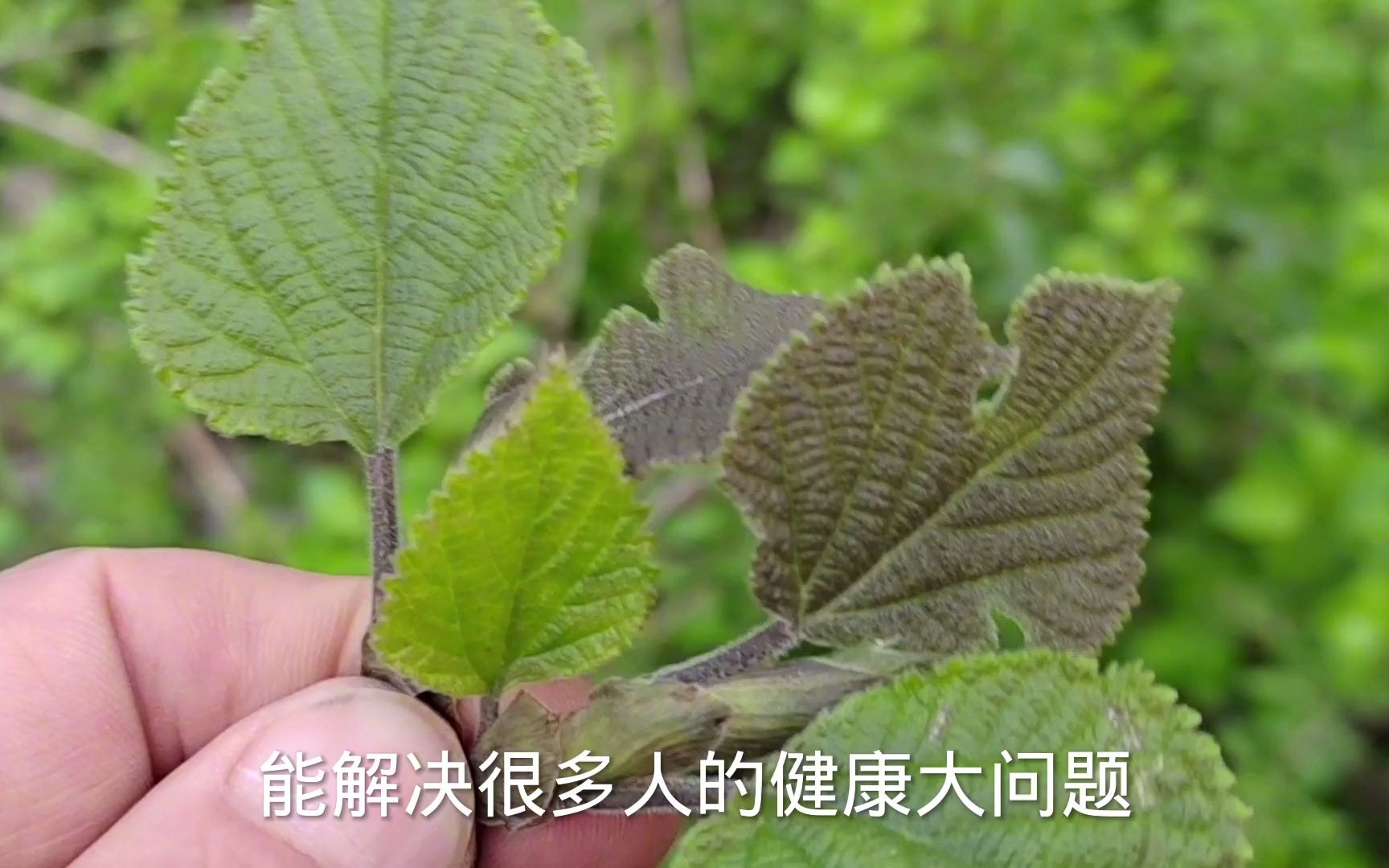 刺老芽籽泡水的功效与作用(刺老芽籽泡水：抗氧化、美肤、降血糖) ...