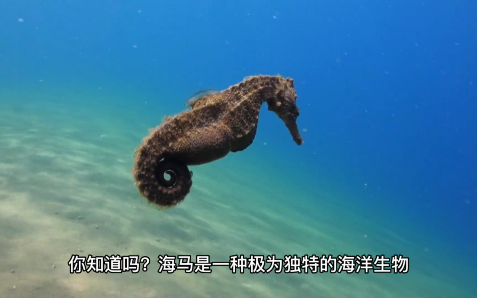 海马大小功效一样的吗(海马大小与功效：你真的知道吗？)