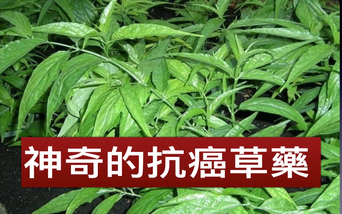 通管草功效作用是什么(通管草功效大揭秘祛湿、止痛、调经，让你健康无忧) ...