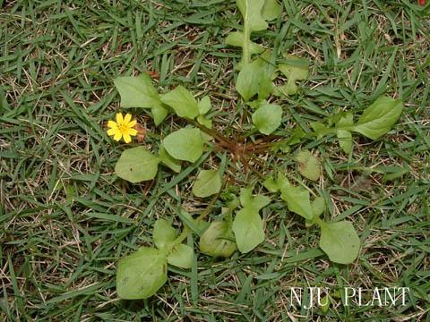 稻槎菜