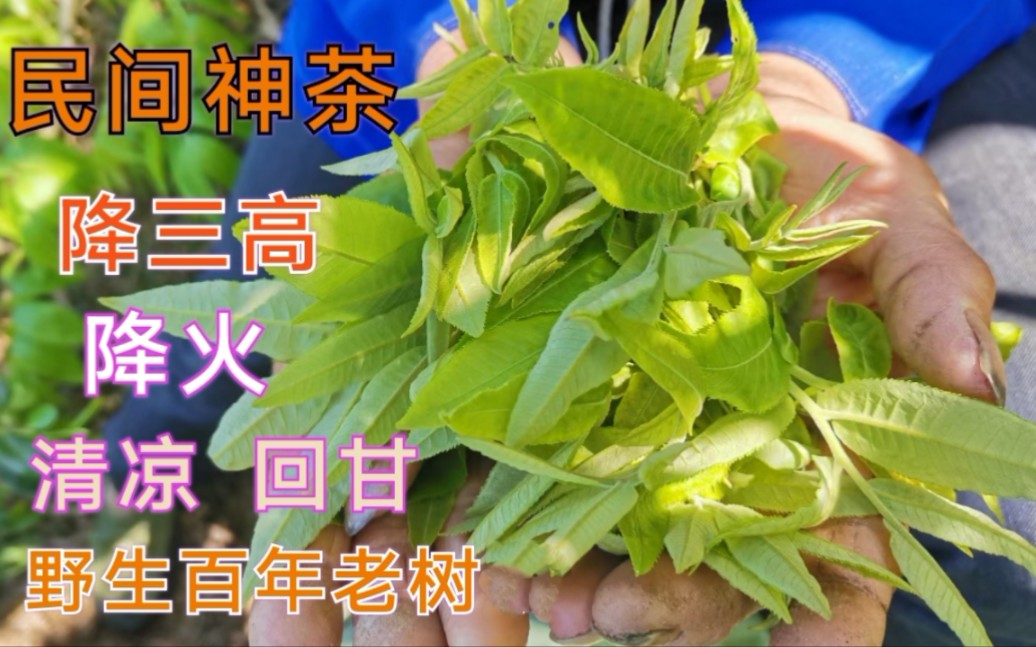 青钱柳茶的功效与作用(青钱柳茶：清热解毒，润肺止咳，降血压) ...