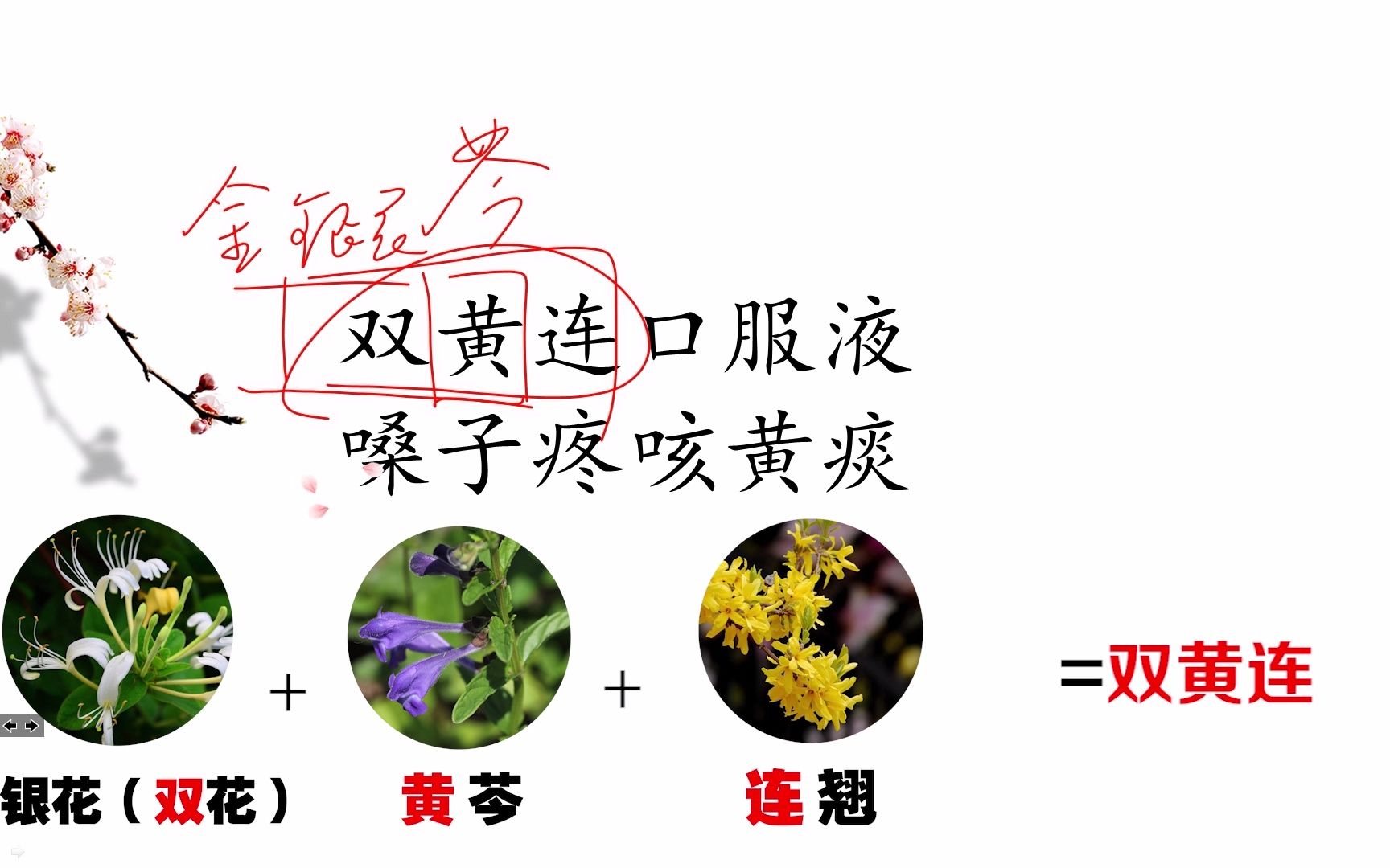 双黄连素作用与功效(双黄连素：抗菌、抗病毒、抗炎症的全能药物) ...