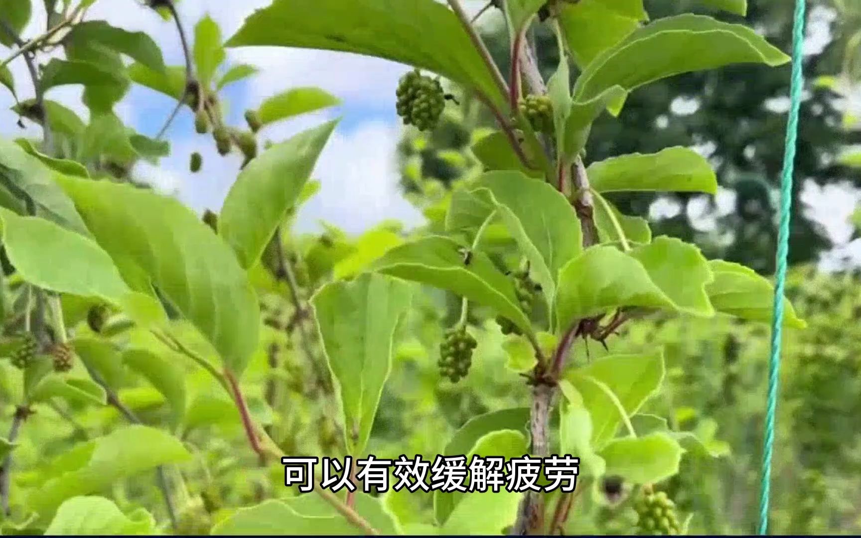 炒牵牛子的功效与作用(炒牵牛子的功效与作用，让你健康更美丽) ...