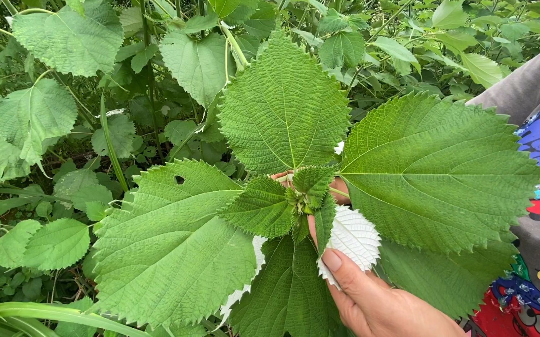 白背叶根的功效与作用(白背叶根的功效与作用：抗炎、止痛、清热解毒) ...