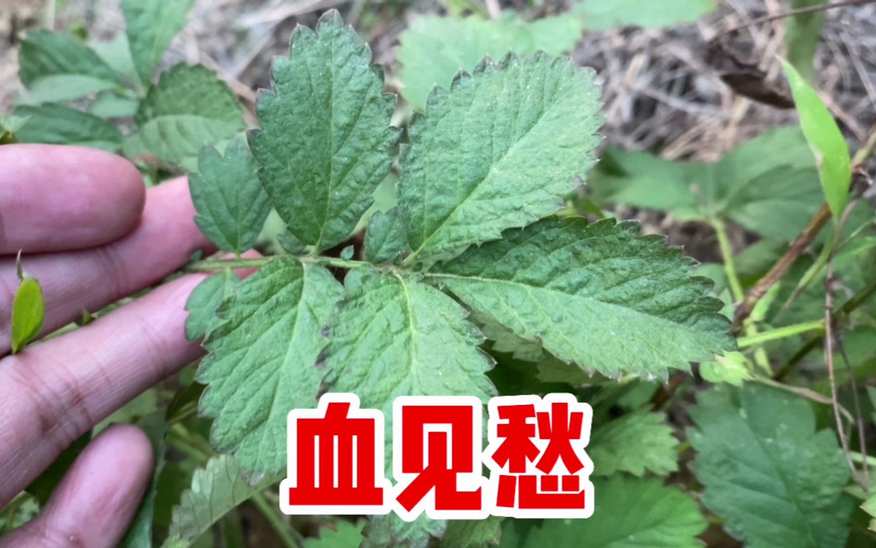 仙鹤草的神奇功效(仙鹤草：神奇的养生植物)