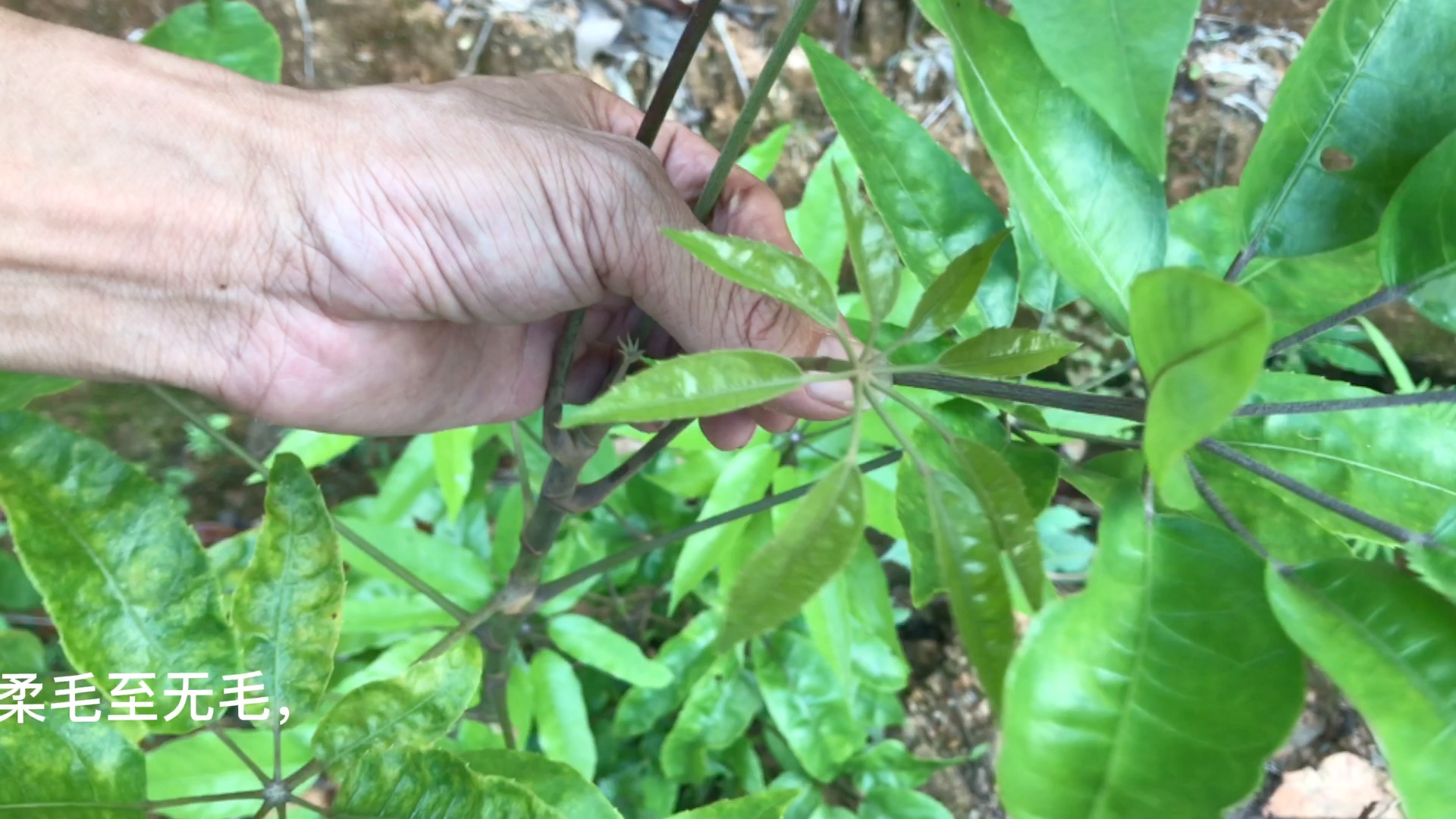 鸭脚木蜂蜜的功效与作用(鸭脚木蜂蜜的功效与作用，全面解析) ...