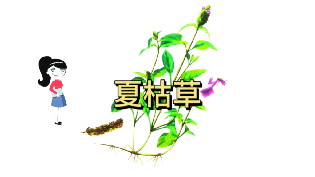 夏枯草片的功效与作用(夏枯草片：清热解毒，祛湿止痛)