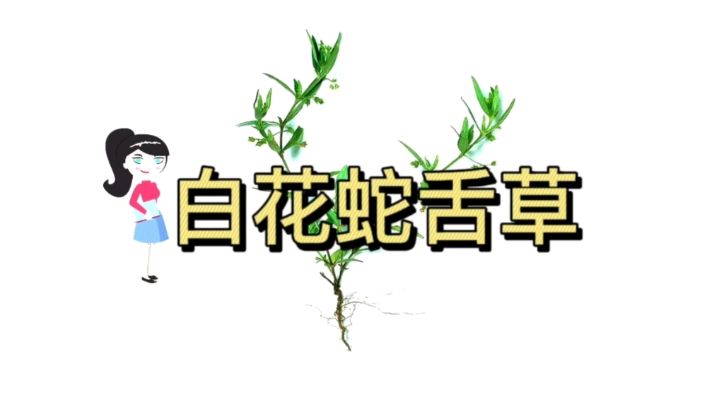 狗舌草的功效与作用(狗舌草功效大揭秘)