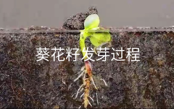 葵花双唑泰栓的功效(葵花双唑泰栓-治疗阴道炎、宫颈炎的好选择) ...