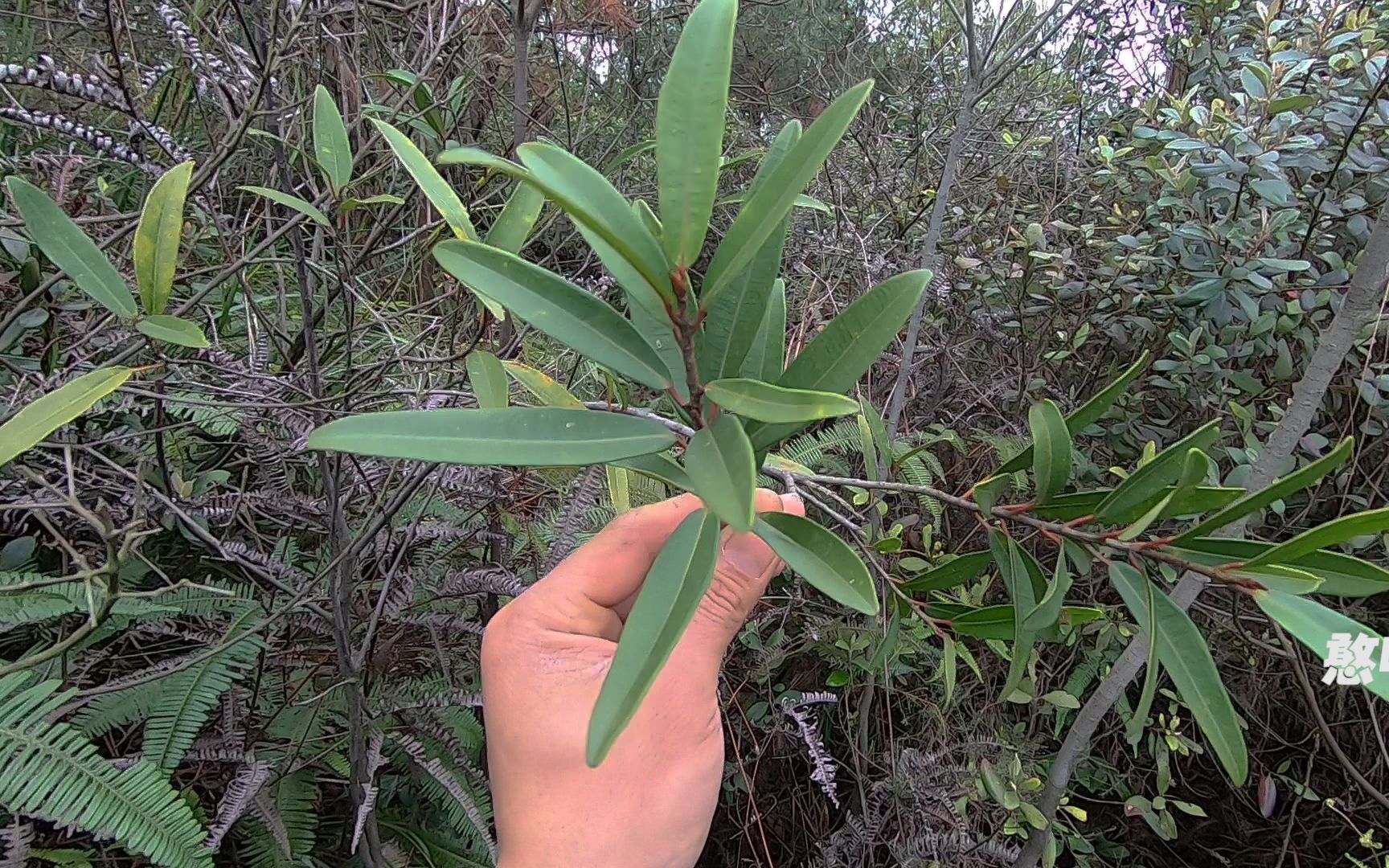 杨桃树根的功效与作用(杨桃树根的功效与作用，了解一下)