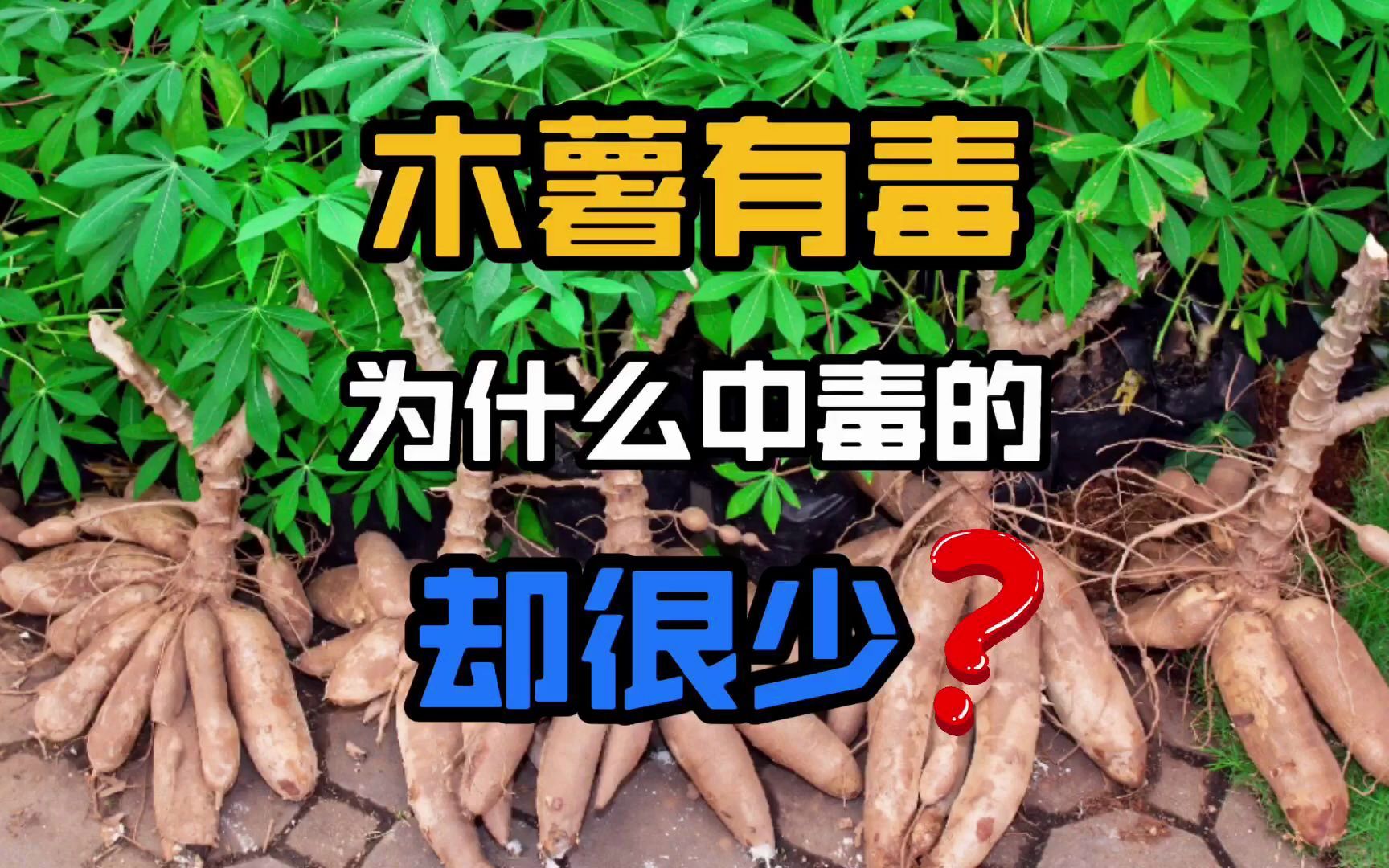 猫尾木薯的功效与作用(猫尾木薯：益生菌、降血糖的好帮手)