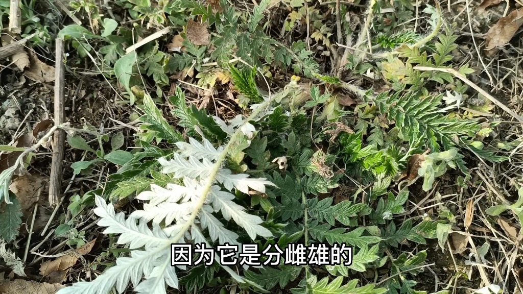 河白草的功效与作用(河白草：祛湿利尿、清热解毒的好帮手)