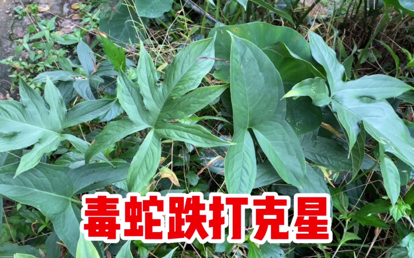 山茨菇的功效与作用(山茨菇：提高免疫力，抗癌抗病)