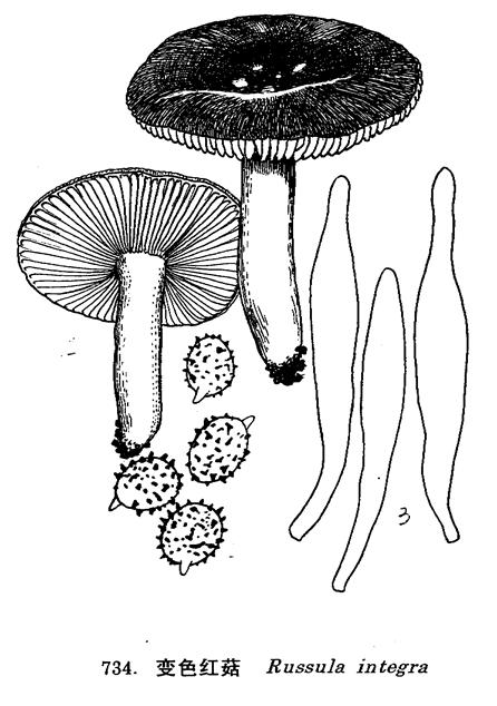 变色红菇
