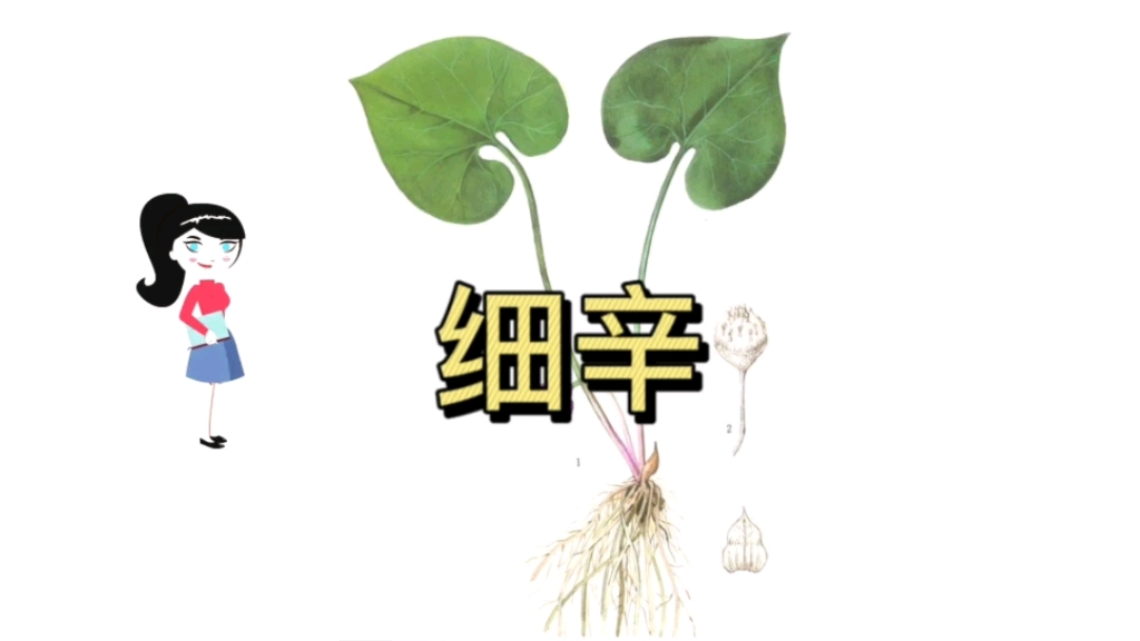 刺七厘的功效与作用(刺七厘：祛风散寒、活血化瘀的中药佳品) ...