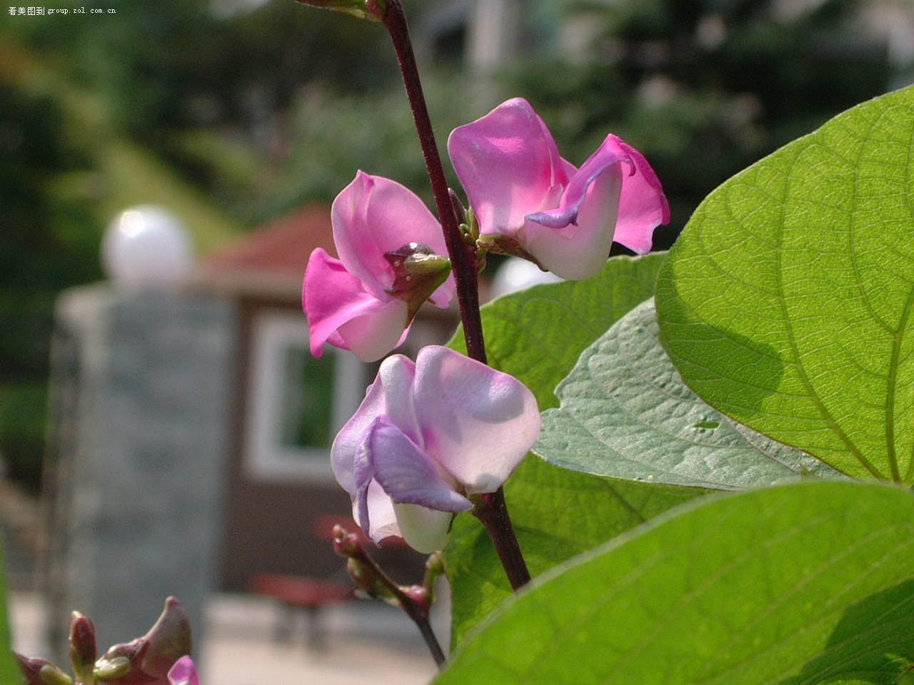 扁豆花