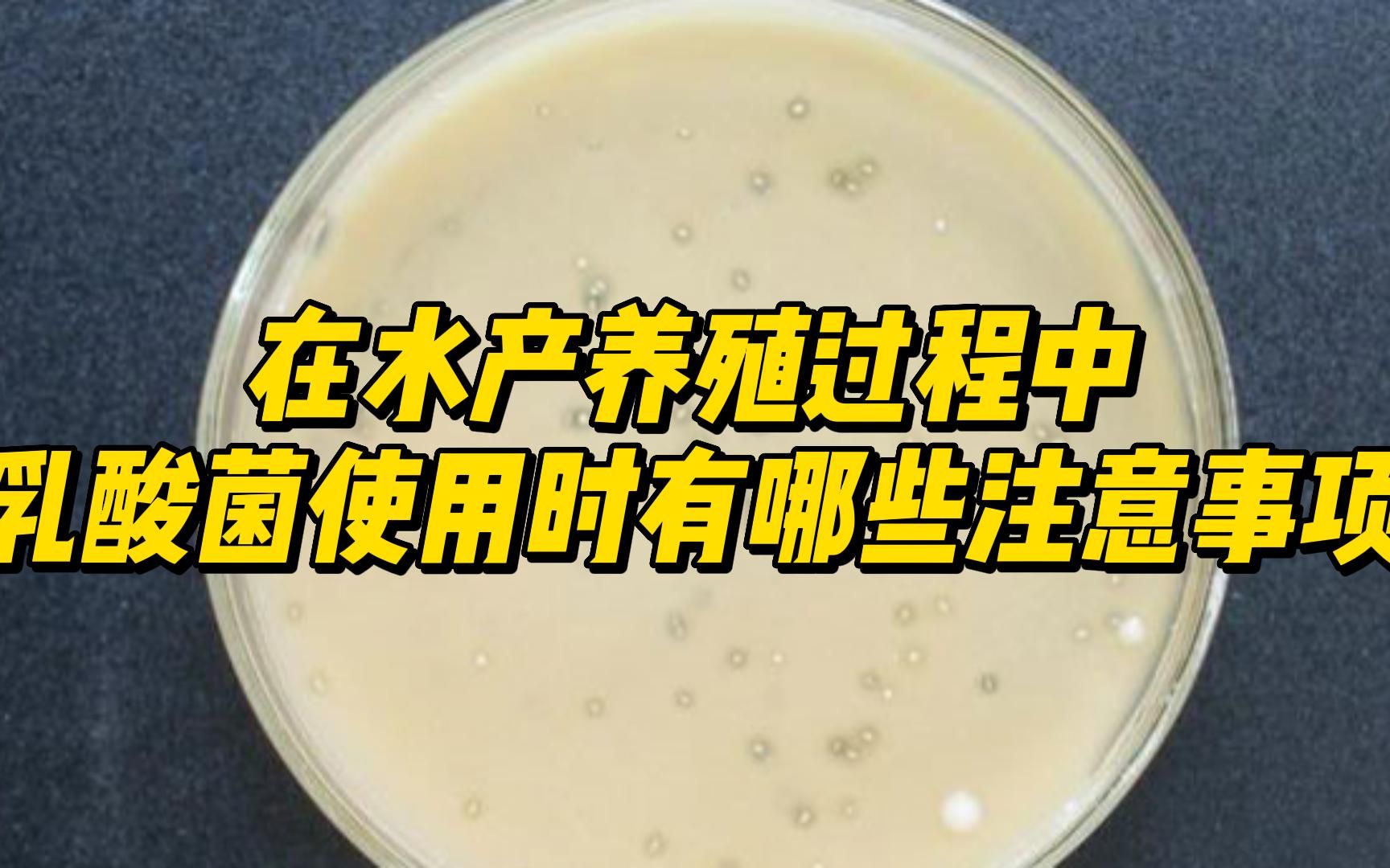 乳酸菌阴胶囊的功效(乳酸菌阴胶囊，维护女性私处健康)