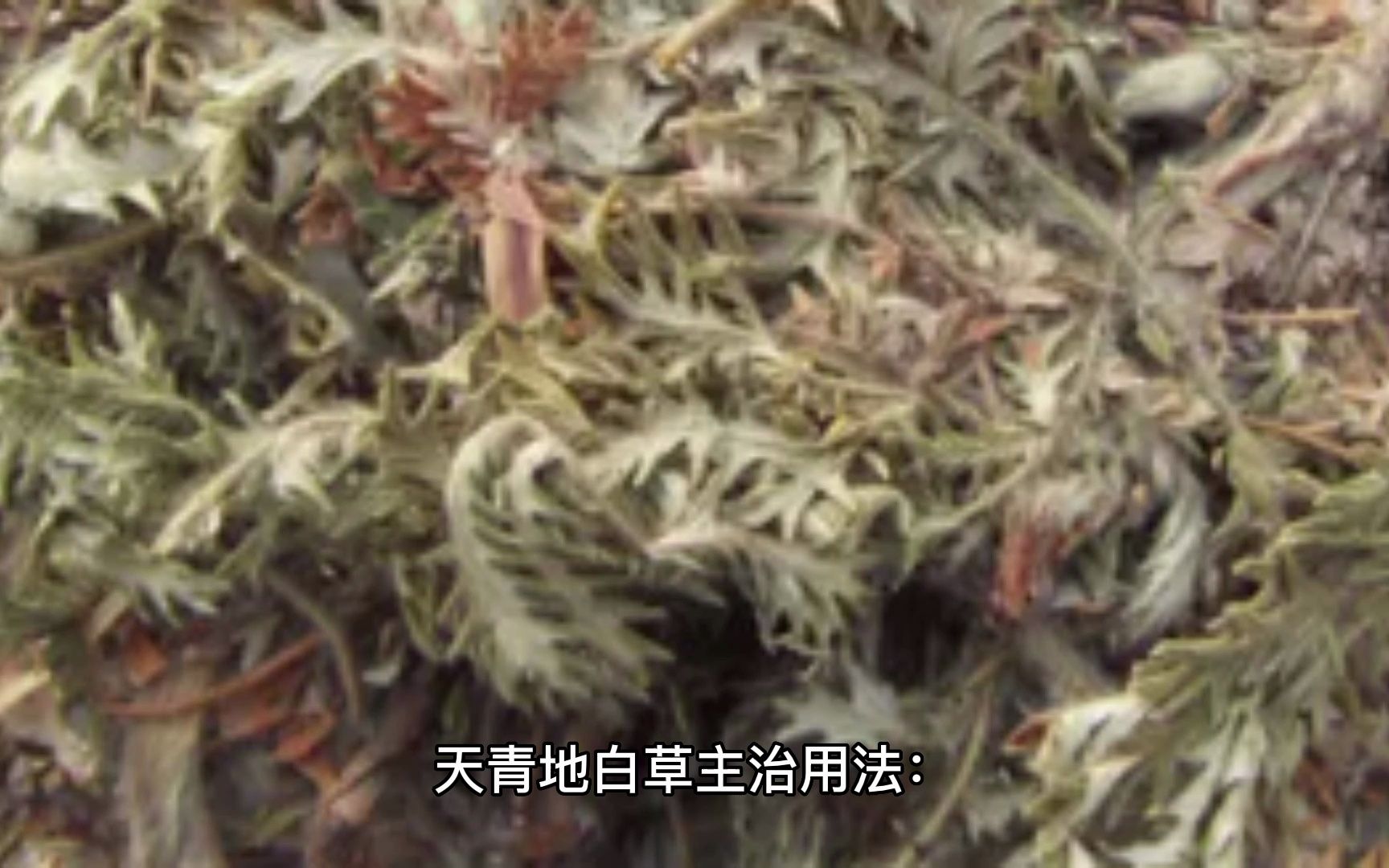 天青地白草有什么功效(天青地白草：神奇的中药材，具有多种功效) ...