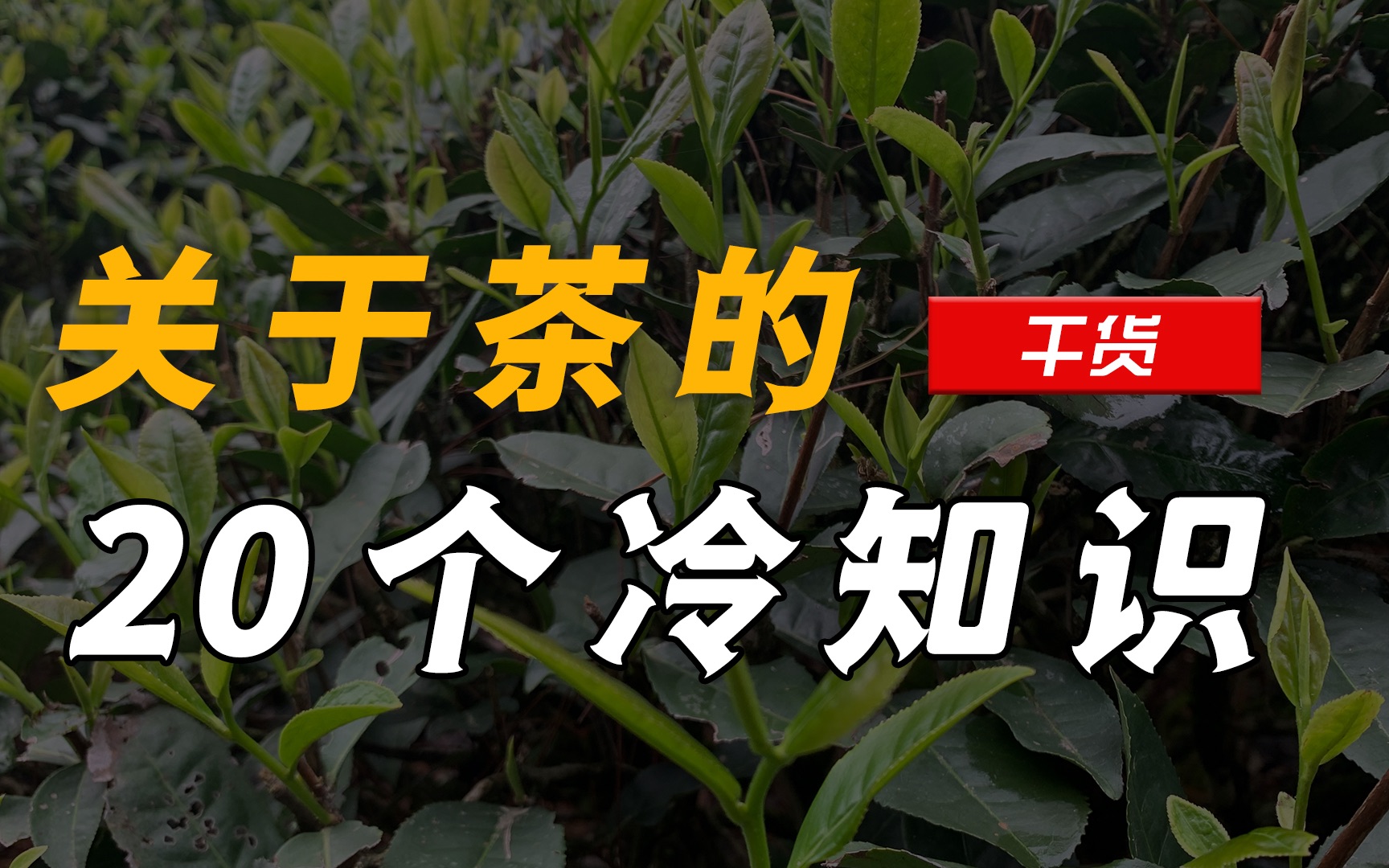 玉美人茶的功效与作用(玉美人茶：美容养颜好帮手)