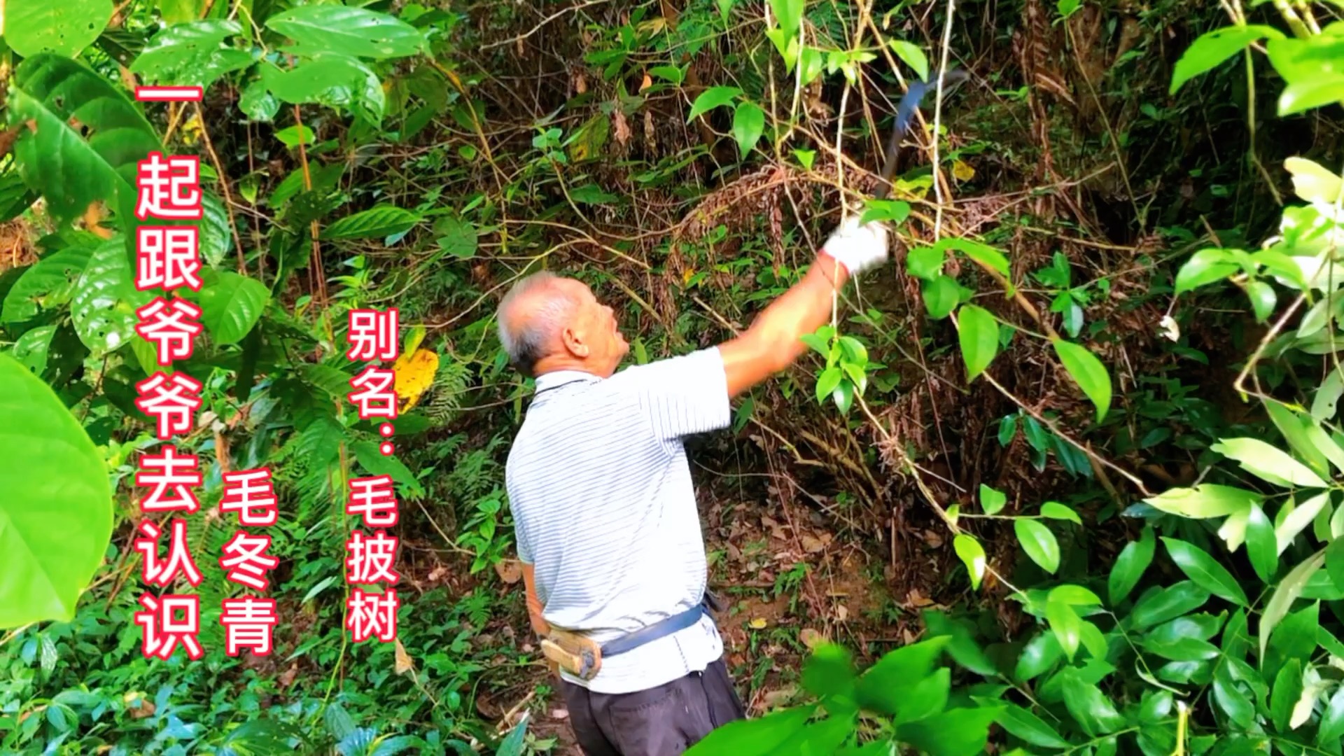 毛冬青茶的功效与作用(毛冬青茶的功效与作用，让你健康又美丽) ...