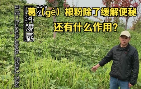 葛条根的功效与作用(葛条根功效大揭秘，了解葛根的作用)