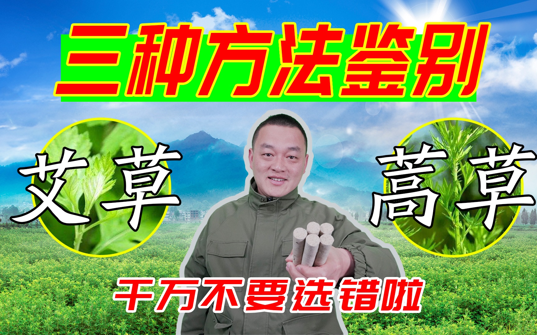 牛尾蒿的功效与作用(牛尾蒿的功效与作用，全面解析)