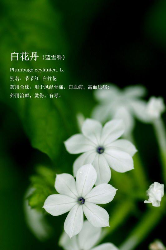 白花丹